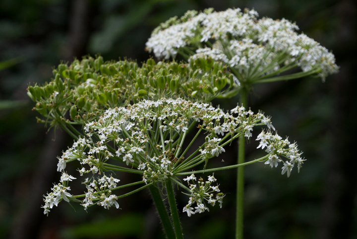 Cow-parsnip blooming at Baxter SP, Maine (7/8/2013). Photo by Bill Hubick.