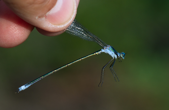 An Emerald Spreadwing near Millinocket, Maine (7/9/2013). Photo by Bill Hubick.