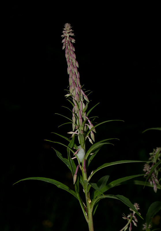 Fireweed blooming at Baxter SP, Maine (7/10/2013). Photo by Bill Hubick.