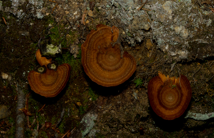 Fungi at Baxter SP, Maine (7/8/2013). Photo by Bill Hubick.