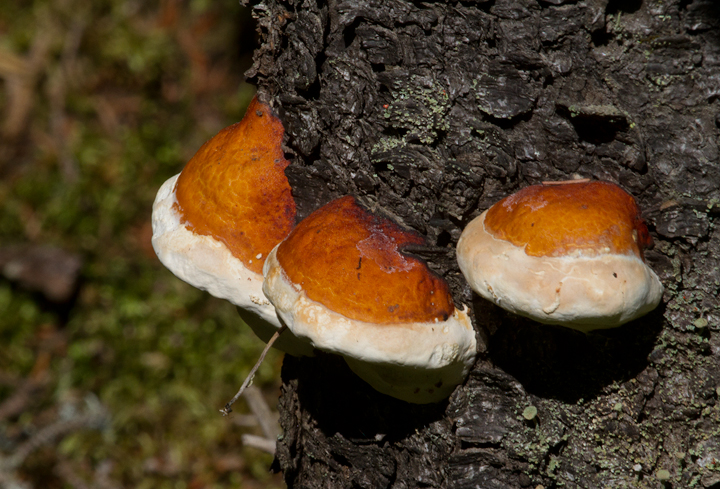Fungi at Baxter SP, Maine (7/8/2013). Photo by Bill Hubick.