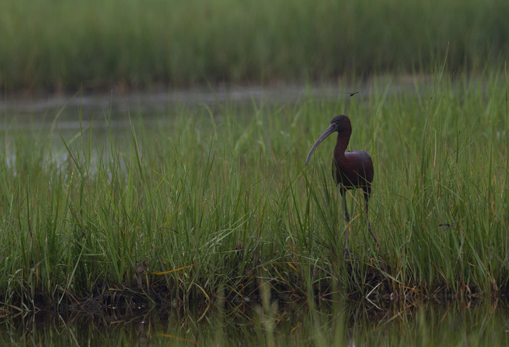 A Glossy Ibis at Scarborough Marsh, Maine (7/11/2013). A White-faced Ibis had just flown out of frame! Photo by Bill Hubick.