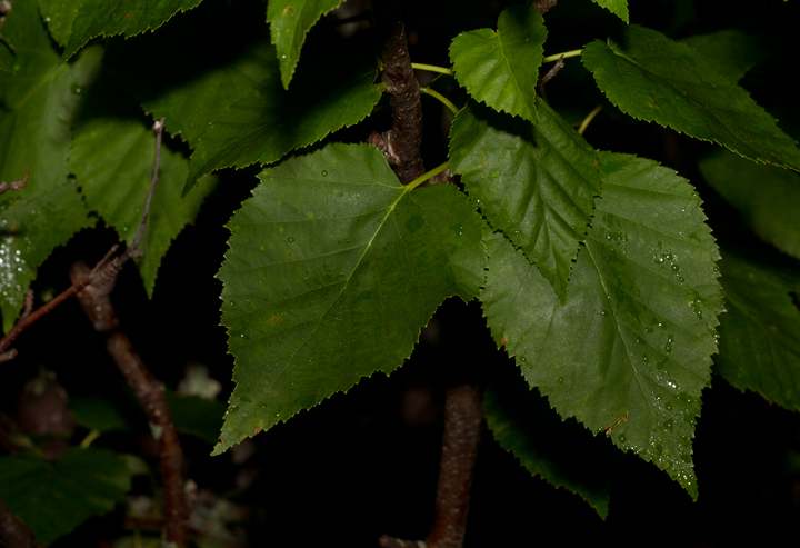Heartleaf Birch at high elevation at Baxter SP, Maine (7/8/2013). Photo by Bill Hubick.