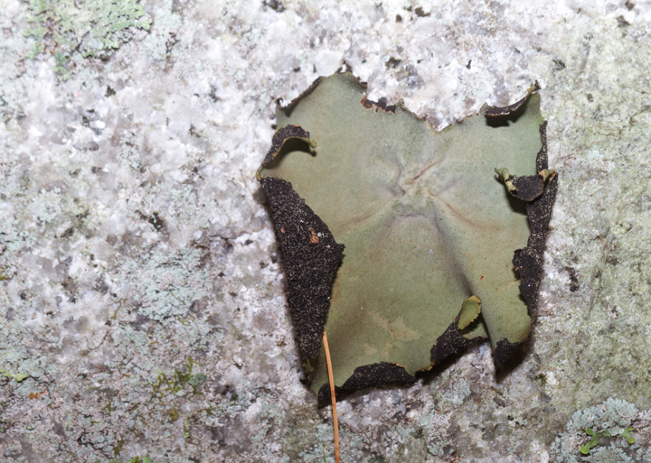 A lichen at Baxter SP, Maine (7/10/2013). Photo by Bill Hubick.