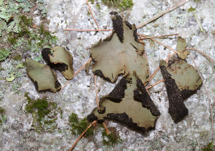 A lichen at Baxter SP, Maine (7/10/2013). Photo by Bill Hubick.
