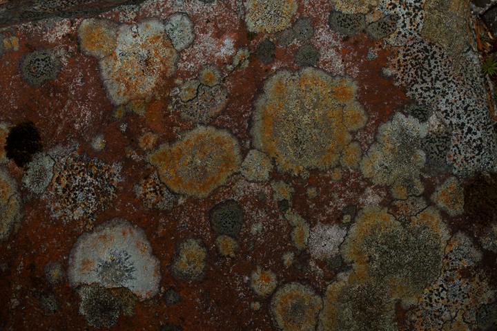 Lichens on an exposed slope at Baxter SP, Maine (7/9/2013). Photo by Bill Hubick.