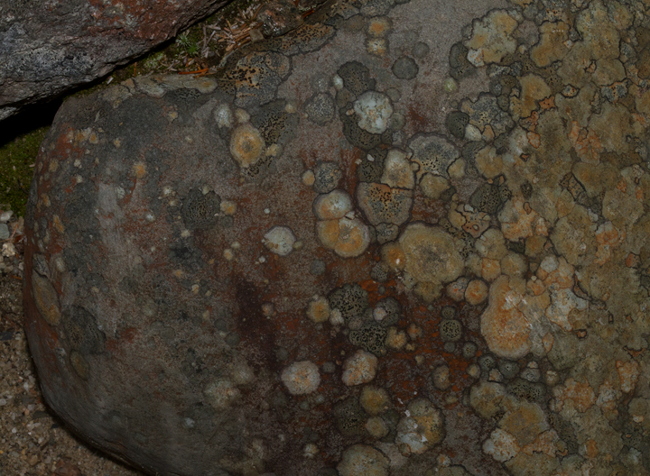 Lichens on an exposed slope at Baxter SP, Maine (7/9/2013). Photo by Bill Hubick.