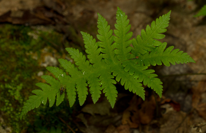 Long Beechfern at Baxter SP, Maine (7/10/2013). Photo by Bill Hubick.