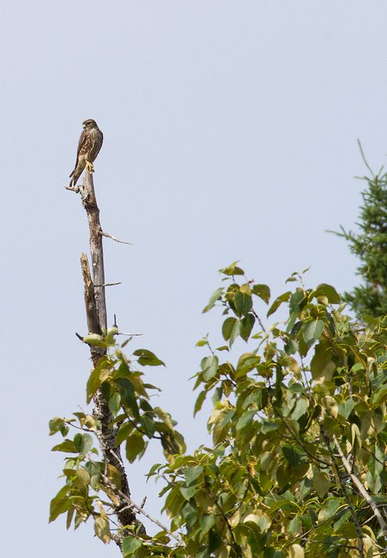 A nesting Merlin surveys its riverside domain at Baxter SP, Maine (7/8/2013). Photo by Bill Hubick.