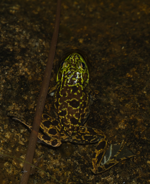 A Mink Frog at Baxter SP, Maine (7/10/2013). Photo by Bill Hubick.