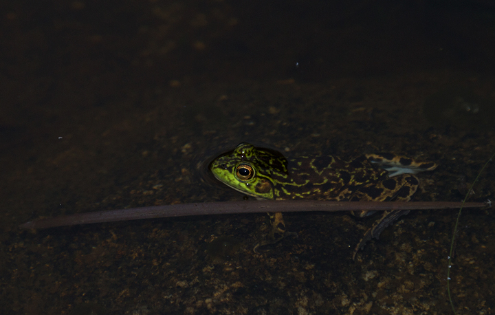 A Mink Frog at Baxter SP, Maine (7/10/2013). Photo by Bill Hubick.