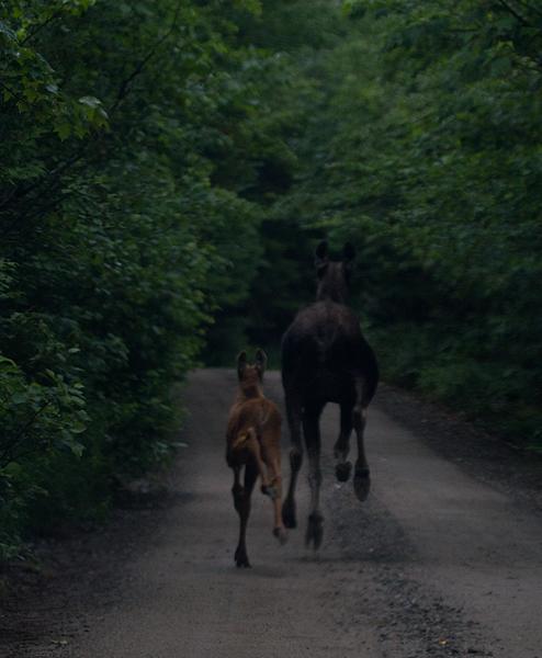 A mother Moose and calf run up the road ahead of us at Baxter SP, Maine (7/10/2013). Photo by Bill Hubick.