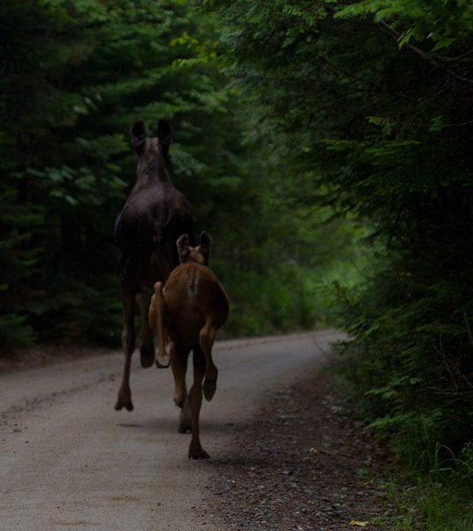 A mother Moose and calf run up the road ahead of us at Baxter SP, Maine (7/10/2013). Photo by Bill Hubick.