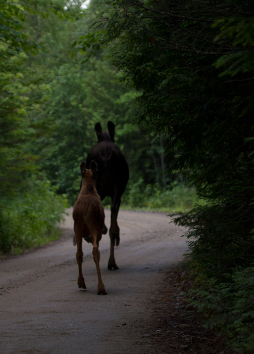 A mother Moose and calf run up the road ahead of us at Baxter SP, Maine (7/10/2013). Photo by Bill Hubick.