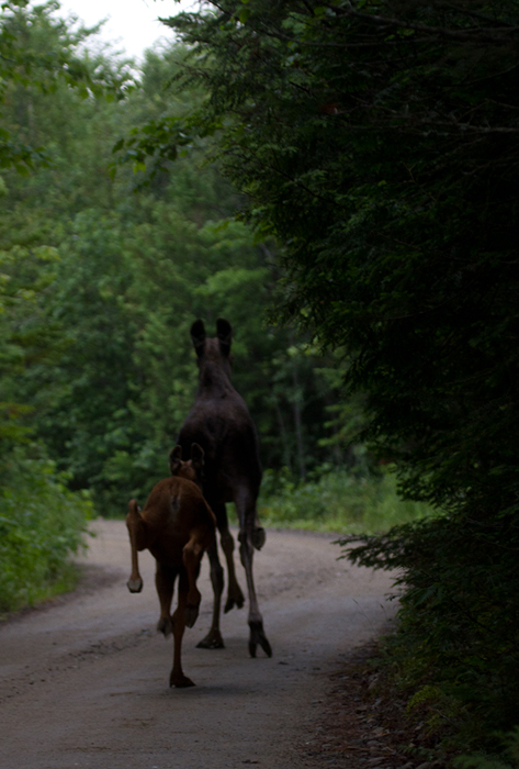 A mother Moose and calf run up the road ahead of us at Baxter SP, Maine (7/10/2013). Photo by Bill Hubick.