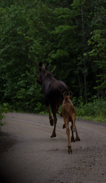 A mother Moose and calf run up the road ahead of us at Baxter SP, Maine (7/10/2013). Photo by Bill Hubick.