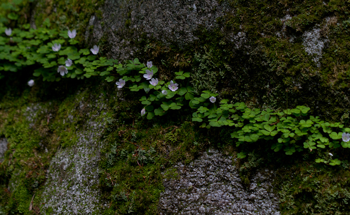 A ring of Mountain Wood-sorrell at Baxter SP, Maine (7/10/2013). Photo by Bill Hubick.