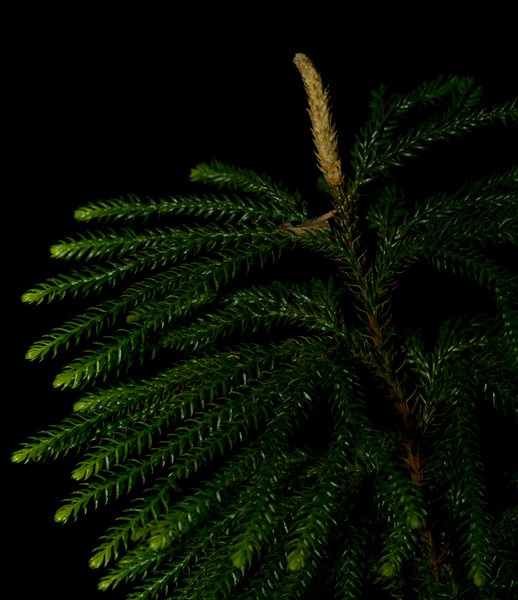 Northern Ground Cedar at Baxter SP, Maine (7/10/2013). Photo by Bill Hubick.