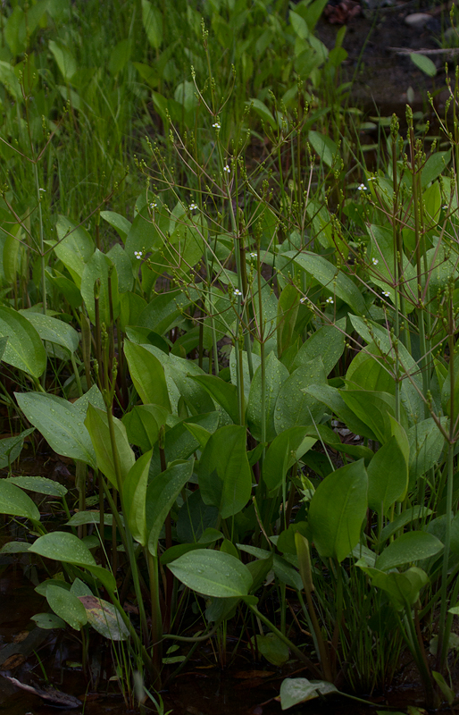 A Northern Water Plantain blooming in southern Maine (7/10/2013). Photo by Bill Hubick.
