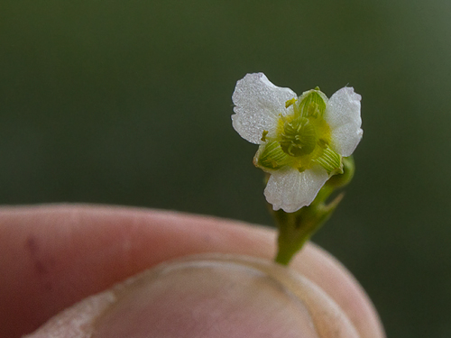 A Northern Water Plantain blooming in southern Maine (7/10/2013). Photo by Bill Hubick.