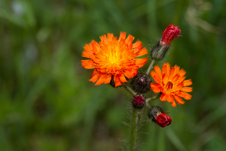 Orange Hawkweed blooming at Baxter SP, Maine (7/8/2013). Photo by Bill Hubick.