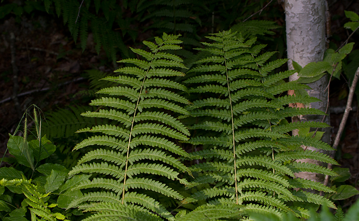 Ostrich Fern near Millinocket, Maine (7/9/2013). Photo by Bill Hubick.