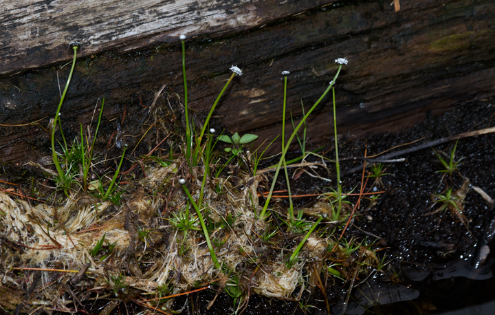 Seven-angled Pipewort at Baxter SP, Maine (7/10/2013). Photo by Bill Hubick.