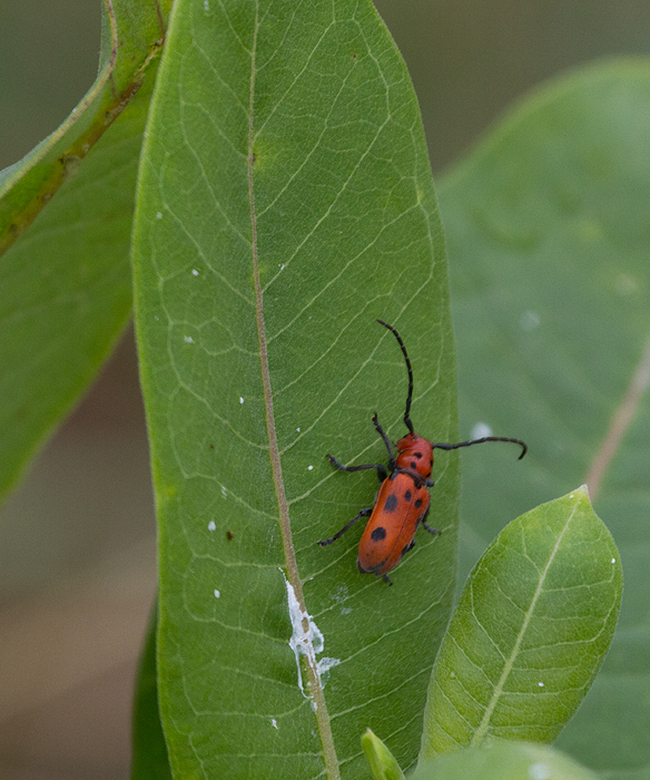 A Red Milkweed Beetle at Scarborough Marsh, Maine (7/11/2013). Photo by Bill Hubick.