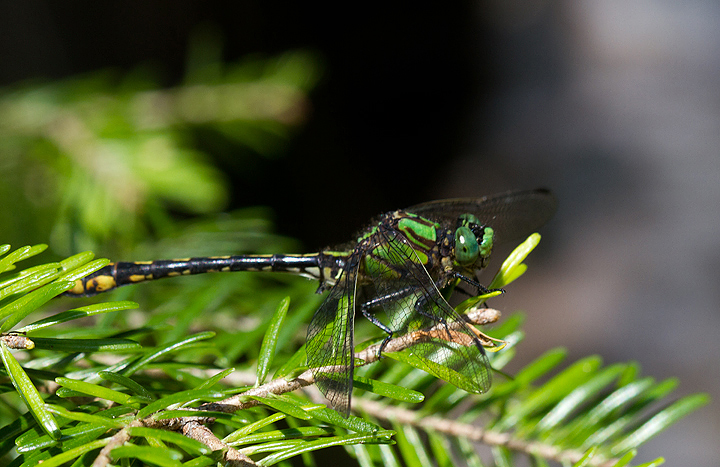 A Riffle Snaketail at Baxter SP, Maine (7/8/2013). Photo by Bill Hubick.