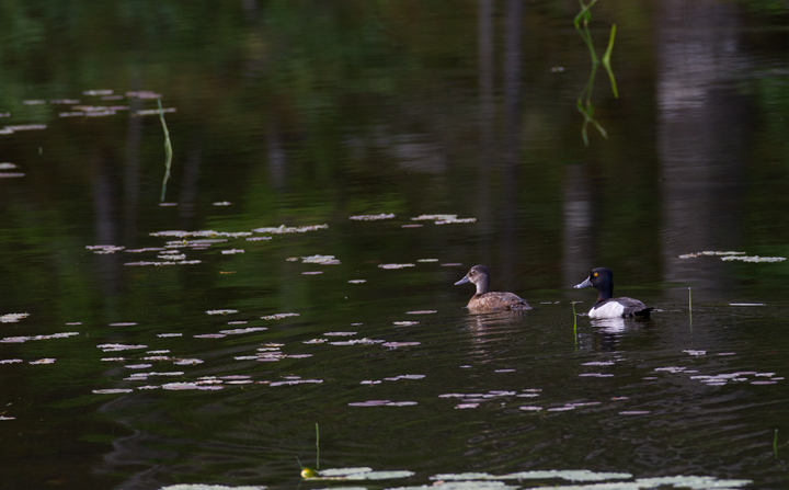A pair of Ring-necked Ducks at Baxter SP, Maine (7/8/2013). Photo by Bill Hubick.