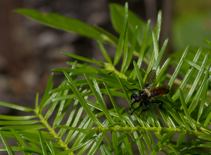 A robber fly at Baxter SP, Maine (7/8/2013). Photo by Bill Hubick.