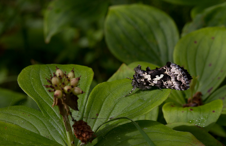 A Salt-and-Pepper Looper at Baxter SP, Maine (7/8/2013). Photo by Bill Hubick.