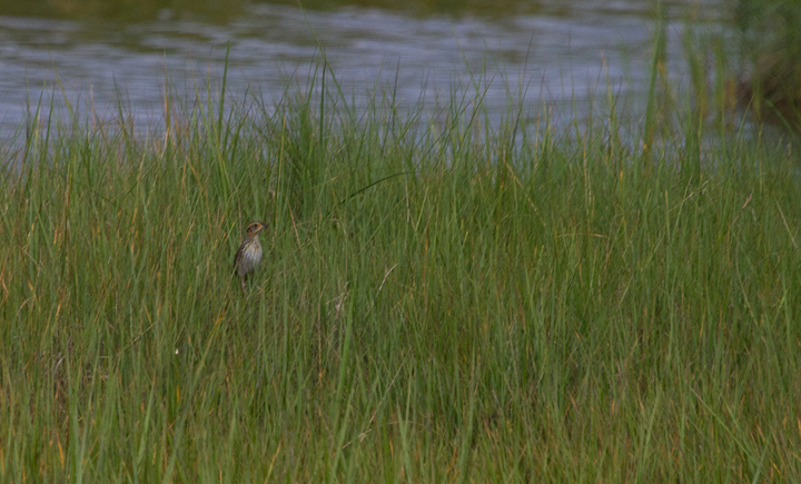 Sharp-tailed Sparrows at Scarborough Marsh, Maine (7/11/2013). This area is known to be a hybridization zone between Saltmarsh and Nelson's Sparrows, and our observations were in line with fact. . Photo by Bill Hubick.