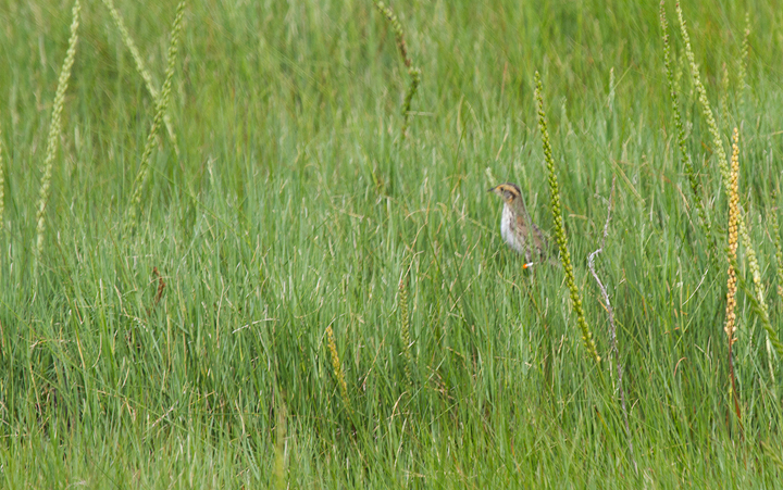 Sharp-tailed Sparrows at Scarborough Marsh, Maine (7/11/2013). This area is known to be a hybridization zone between Saltmarsh and Nelson's Sparrows, and our observations were in line with fact. . Photo by Bill Hubick.