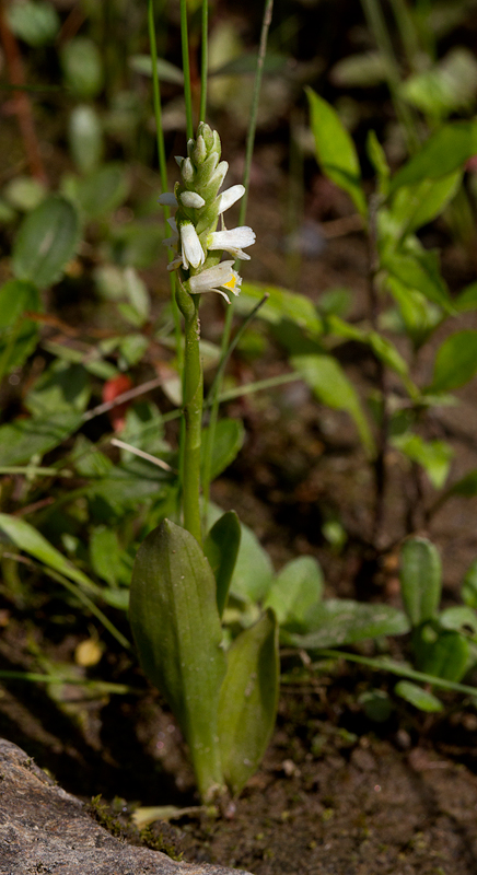 Shinining Ladies-tresses blooming along the Penobscot River, Maine (7/8/2013). Photo by Bill Hubick.