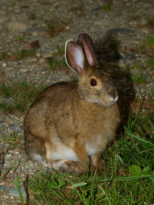 A Snowshoe Hare at Baxter SP, Maine (7/8/2013). Photo by Bill Hubick.