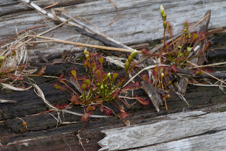 Spatula-leaved Sundew at Baxter SP, Maine (7/10/2013). Amazing to see sundews growing directly out of a log beside a pond. Photo by Bill Hubick.