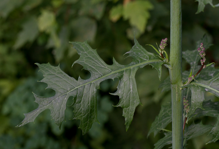 Tall Blue Lettuce blooming near Millinocket, Maine (7/9/2013). Photo by Bill Hubick.