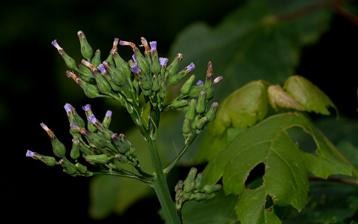 Tall Blue Lettuce blooming near Millinocket, Maine (7/9/2013). Photo by Bill Hubick.