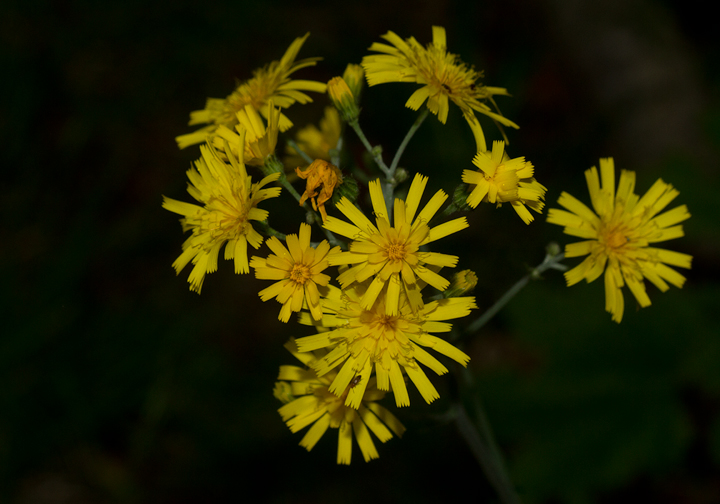 Tall Hawkweed blooming at Baxter SP, Maine (7/10/2013). Photo by Bill Hubick.