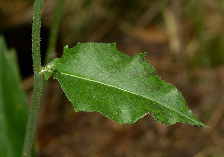 Tall Hawkweed blooming at Baxter SP, Maine (7/10/2013). Photo by Bill Hubick.