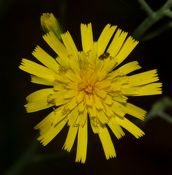 Tall Hawkweed blooming at Baxter SP, Maine (7/10/2013). Photo by Bill Hubick.
