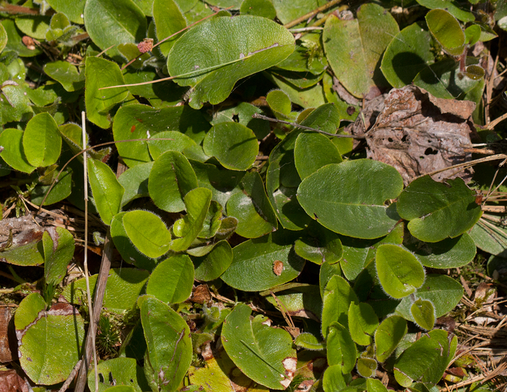 Trailing Arbutus at Baxter SP, Maine (7/8/2013). Photo by Bill Hubick.
