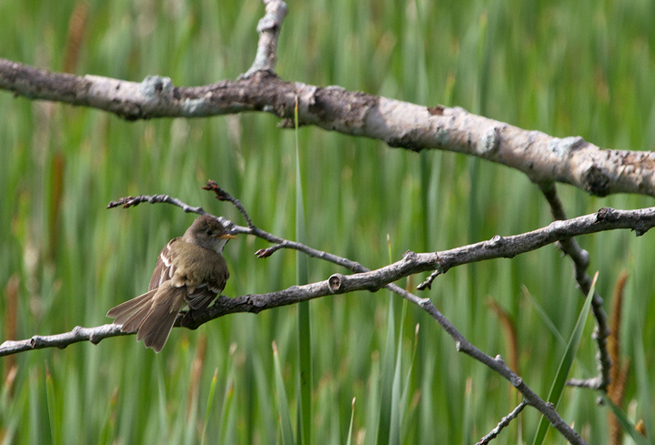 A Willow Flycatcher at Scarborough Marsh, Maine (7/11/2013). Photo by Bill Hubick.