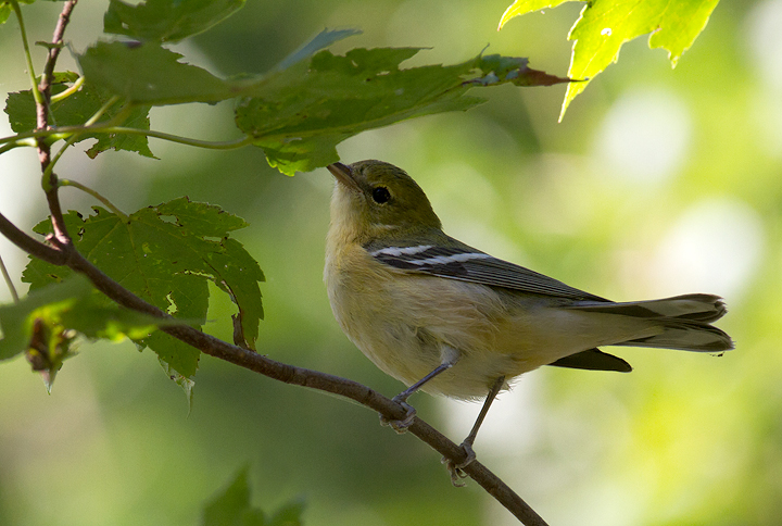 A migrant Bay-breasted Warbler at Turkey Point, Maryland (9/7/2013). Photo by Bill Hubick.