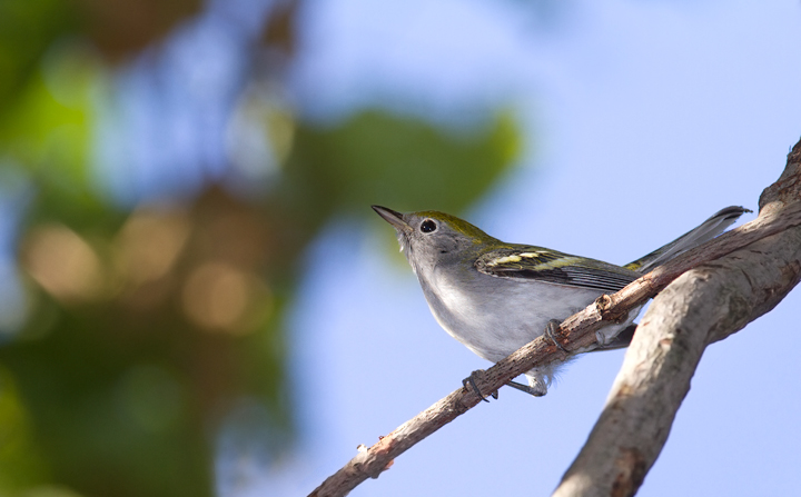 A migrant Chestnut-sided Warbler at Turkey Point, Maryland (9/7/2013). Photo by Bill Hubick.
