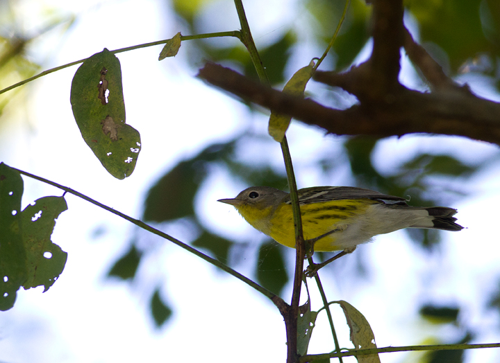 A migrant Magnolia Warbler at Turkey Point, Maryland (9/7/2013). Photo by Bill Hubick.