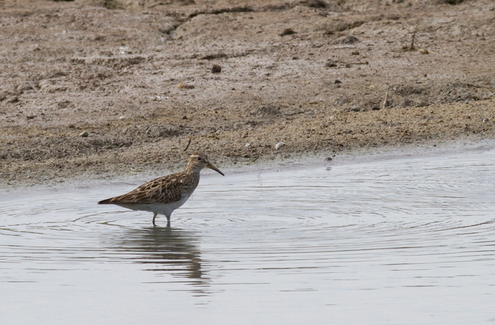 A Pectoral Sandpiper at Swan Creek, Anne Arundel Co., Maryland (8/11/2013). Photo by Bill Hubick.