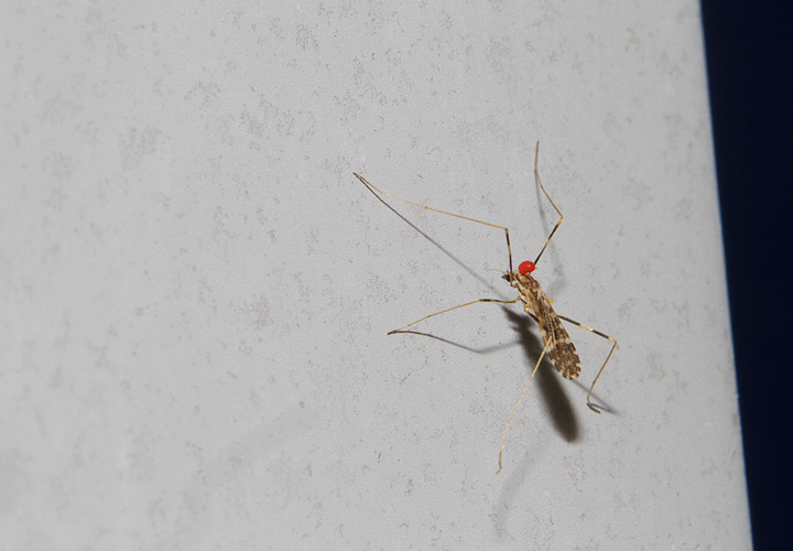 Nobody escapes parasites. This crane fly has an engorged mite on its head - Anne Arundel Co., Maryland (8/3/2013). Photo by Bill Hubick.