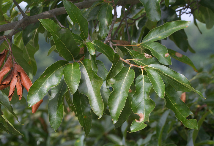 Subfalcate Oak! A natural hybrid between Southern Red Oak and Willow Oak in Anne Arundel Co., Maryland (7/28/2013). <br />Determined by Rod Simmons. Photo by Bill Hubick.